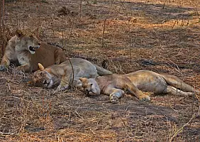 turistipercaso tanzania-m93ae