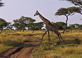 turistipercaso tanzania-n6nrx