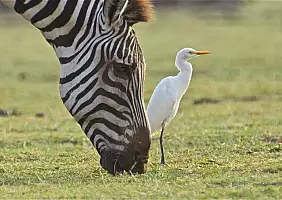 turistipercaso tanzania-nmsfp