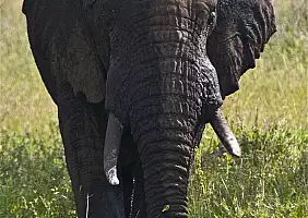 turistipercaso tanzania-p5awb