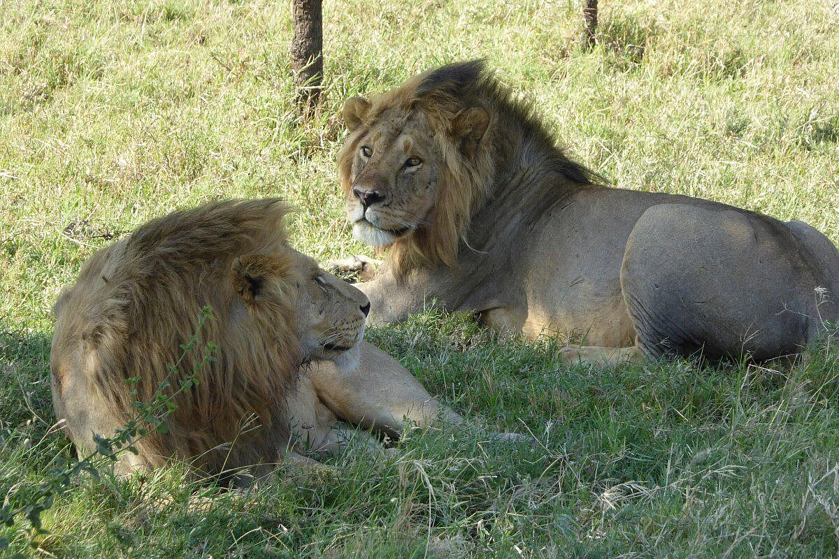 ALLA SCOPERTA DELLA TANZANIA