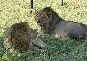 turistipercaso tanzania-qwzv8