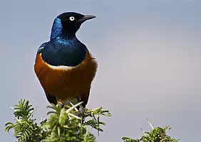 turistipercaso tanzania-u4eax