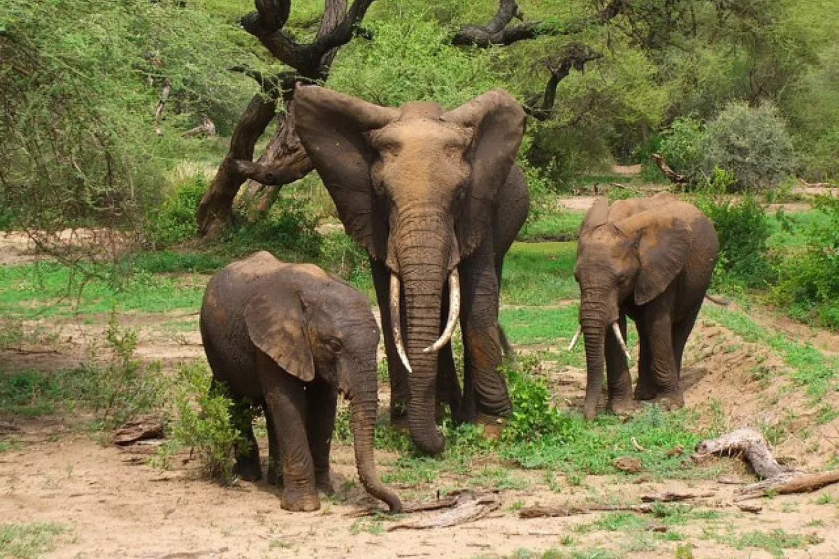 Un safari indimenticabile tra i parchi nazionali della Tanzania: Saadani, Mikumi, Kitulo, Udzungwa, Ruaha, Katavi