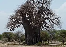 turistipercaso tanzania-vc3p2