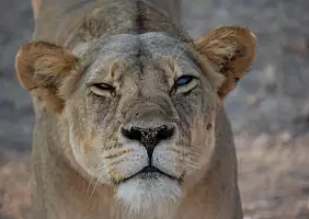 turistipercaso tanzania-vhjfx