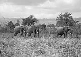 turistipercaso tanzania-vw7dc