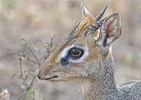 turistipercaso tanzania-www53
