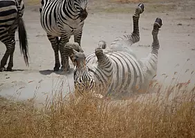 turistipercaso tanzania-ycbmr