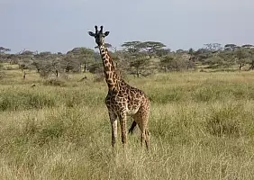 turistipercaso tanzania-z1x4v