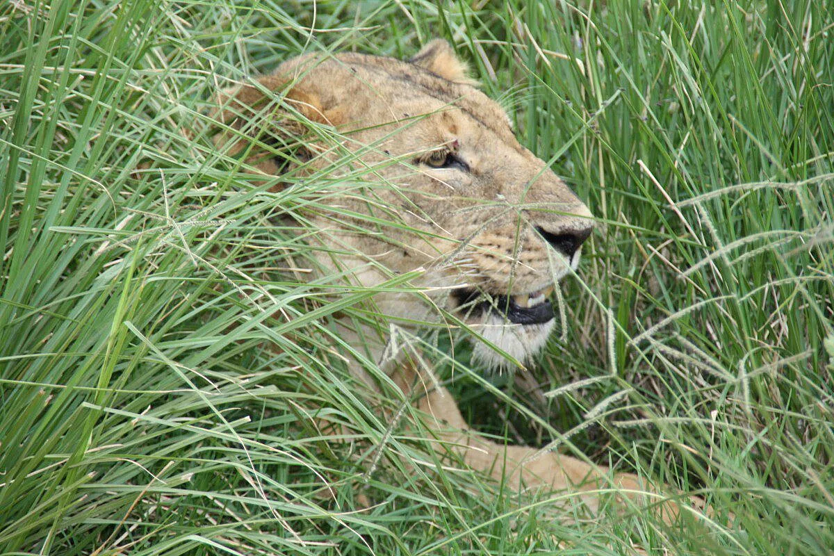 Safari in Tanzania…la natura al potere!!!