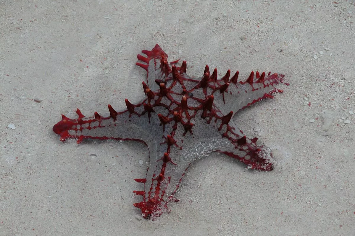 Watamu