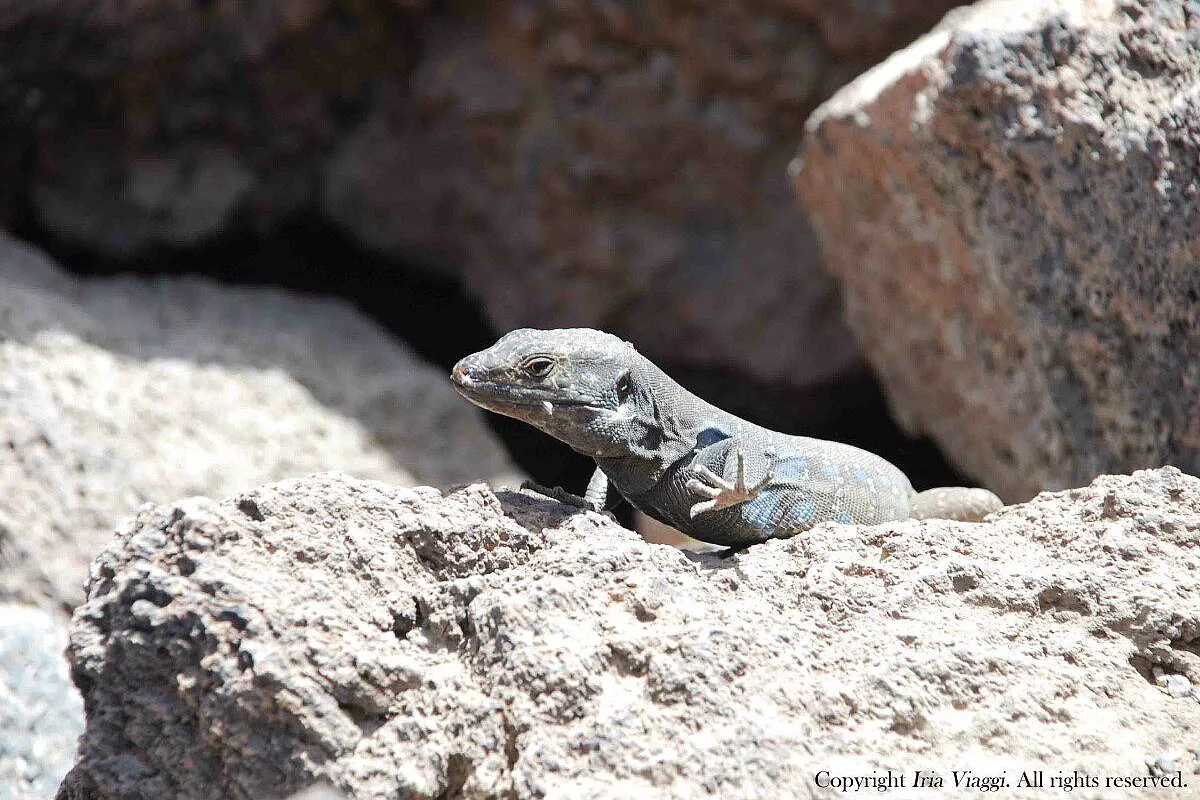 Lagarto