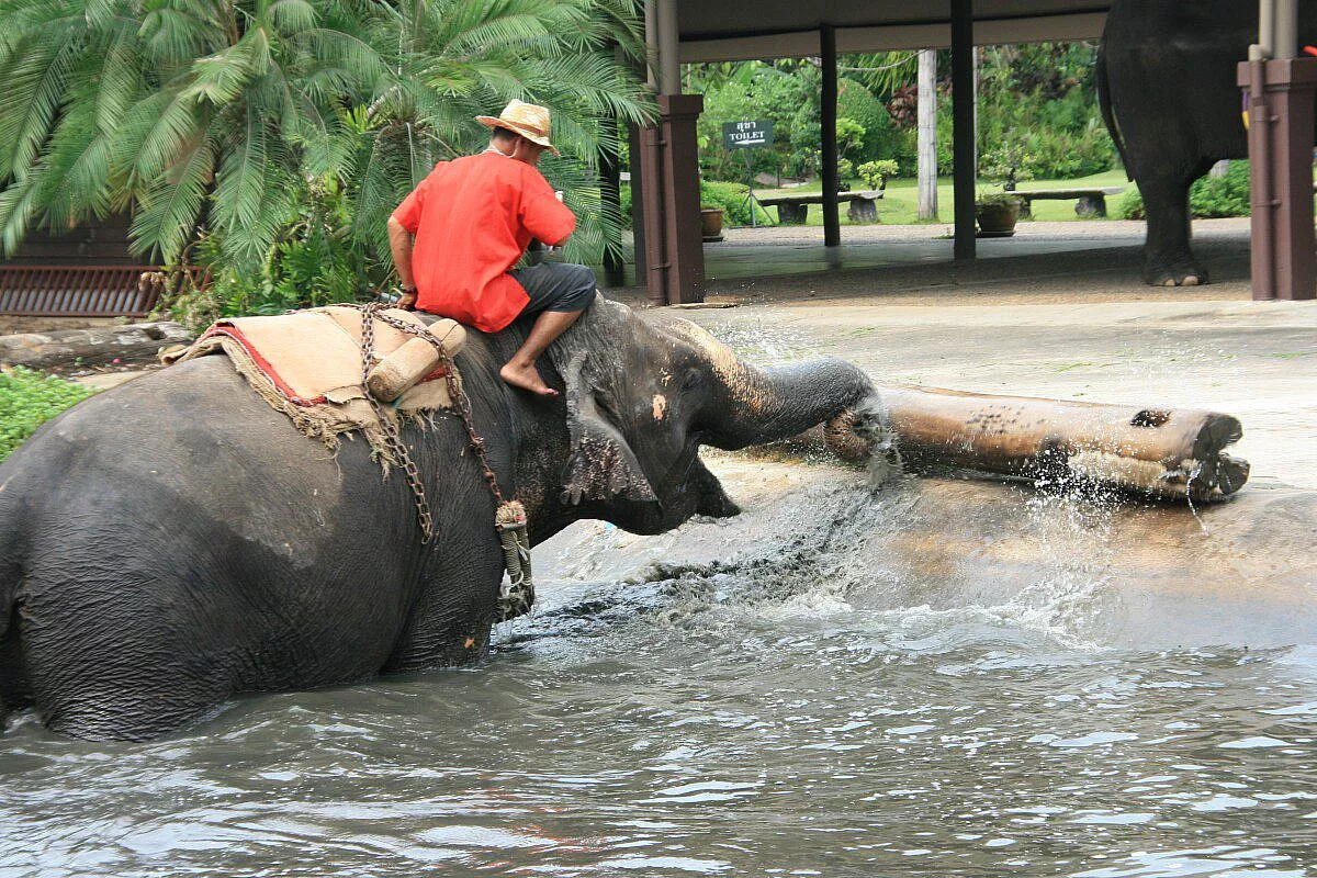 Elefante al lavoro