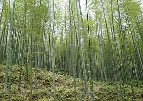 turistipercaso tokyo-kyoto-nara-monumento-dsjej