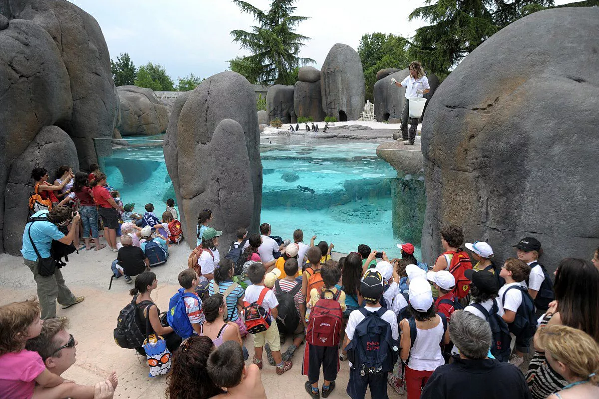 pinguin feeding!!
