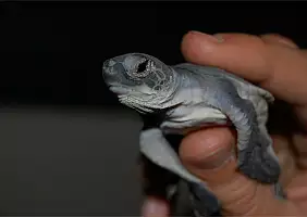 turistipercaso tortughero-national-park-busdn
