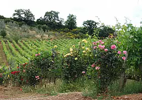 turistipercaso toscana-m7cr7