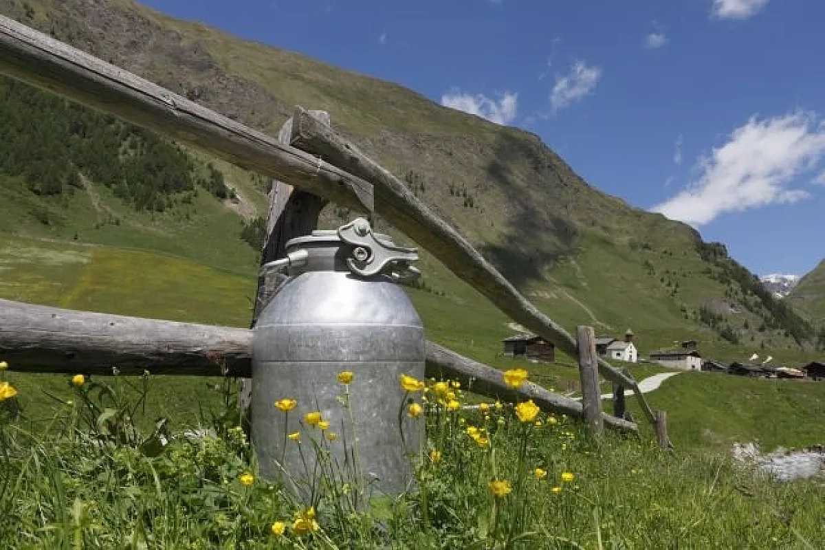 In Alto Adige per festeggiare il latte