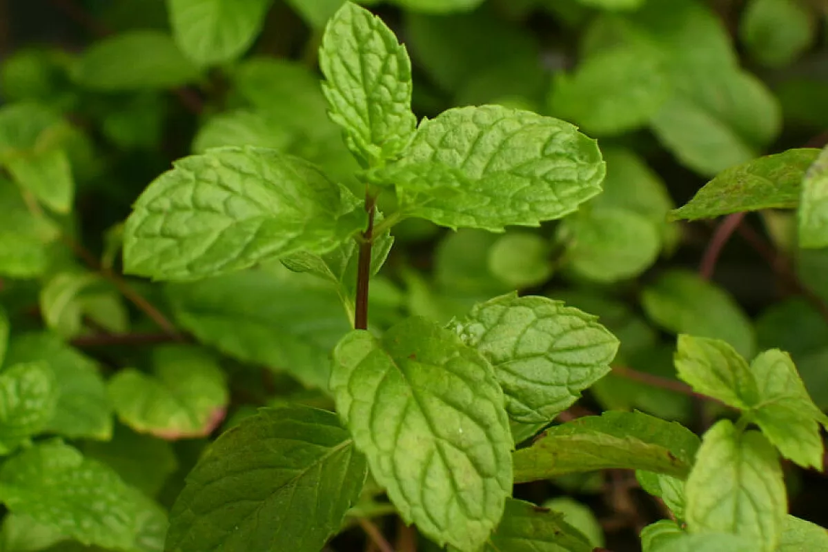 Tè alla menta tunisino