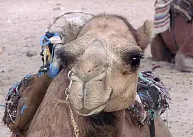 turistipercaso tunisia-geqa5