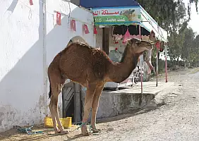 turistipercaso tunisia-jp8gn