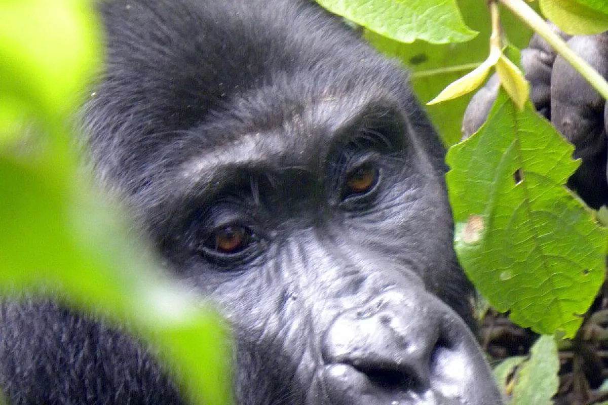 Gorilla e Kebab
