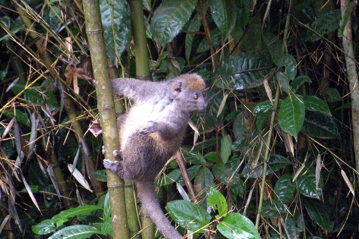 Lemuri del madagascar (in viaggio con mada bimbi)