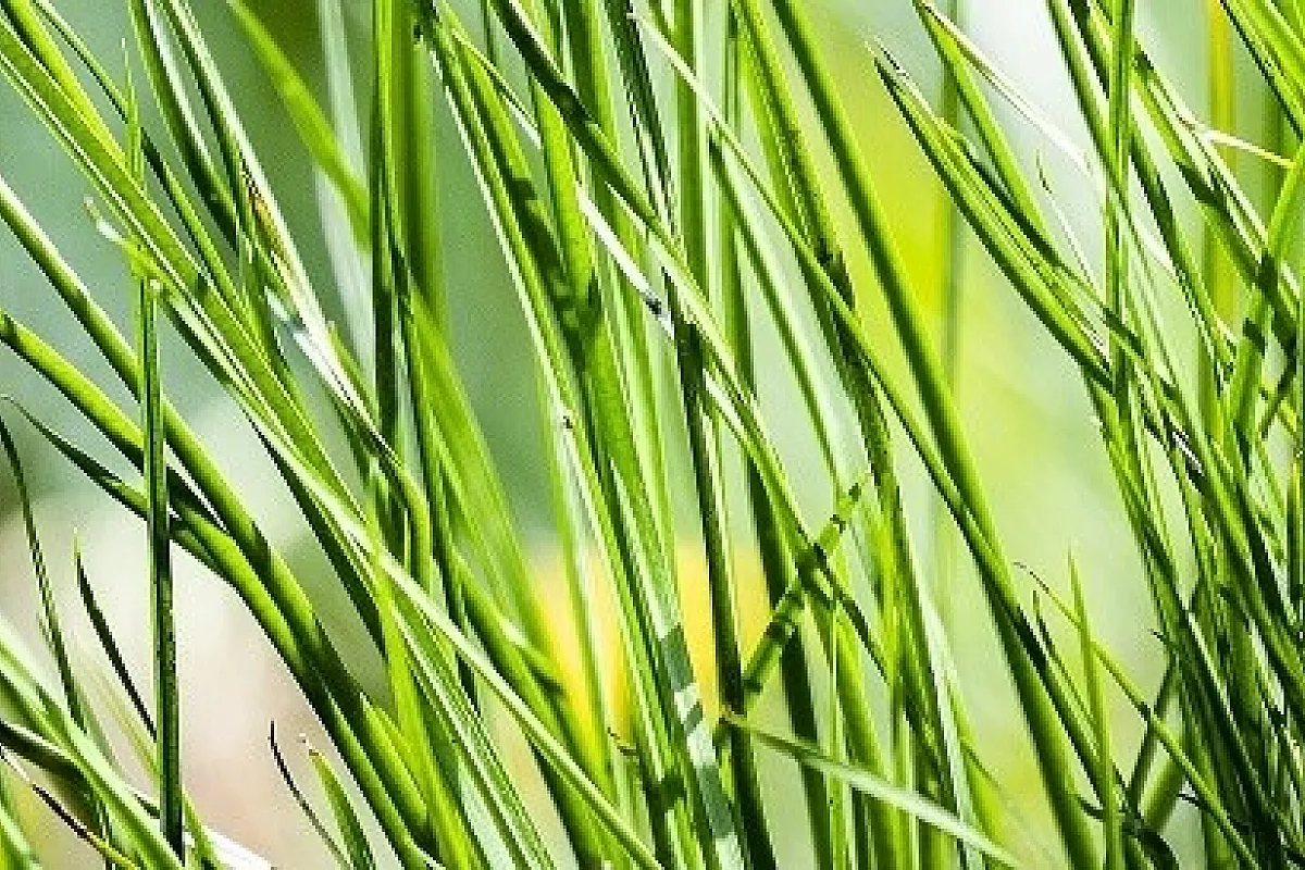 Lo Sai Che? Pillole di bioeconomia