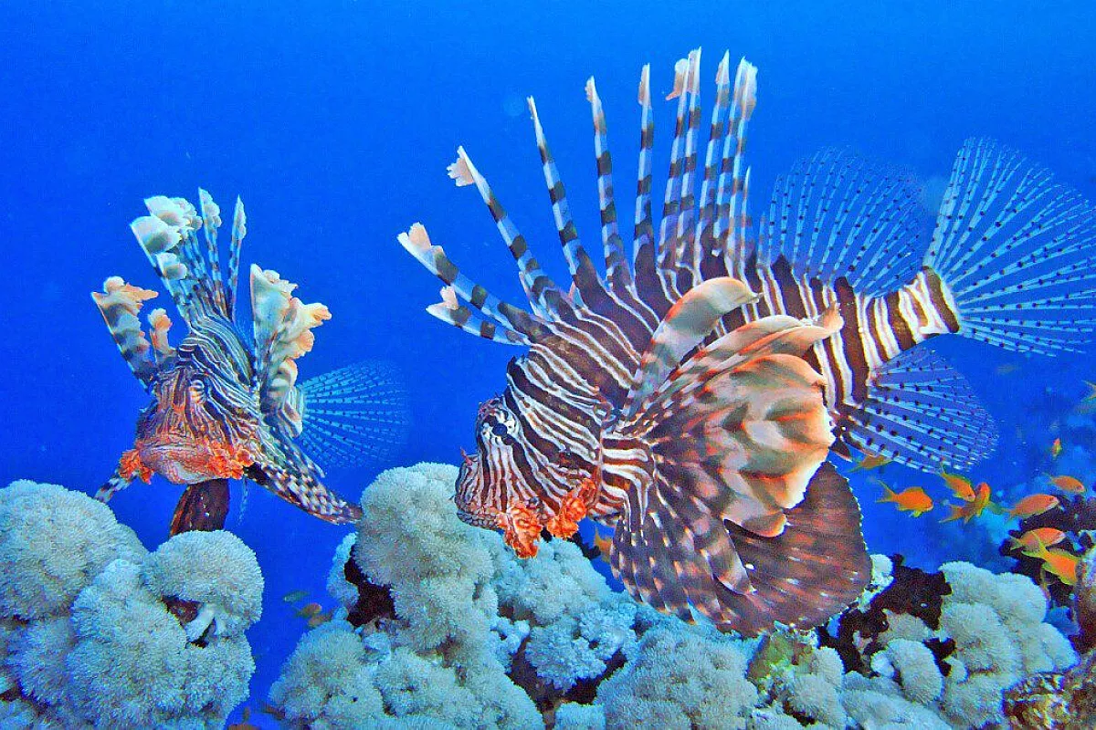 Sharm – Queen Sharm