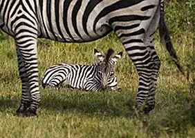 turistipercaso uganda-11t9b