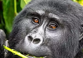 turistipercaso uganda-2r15q
