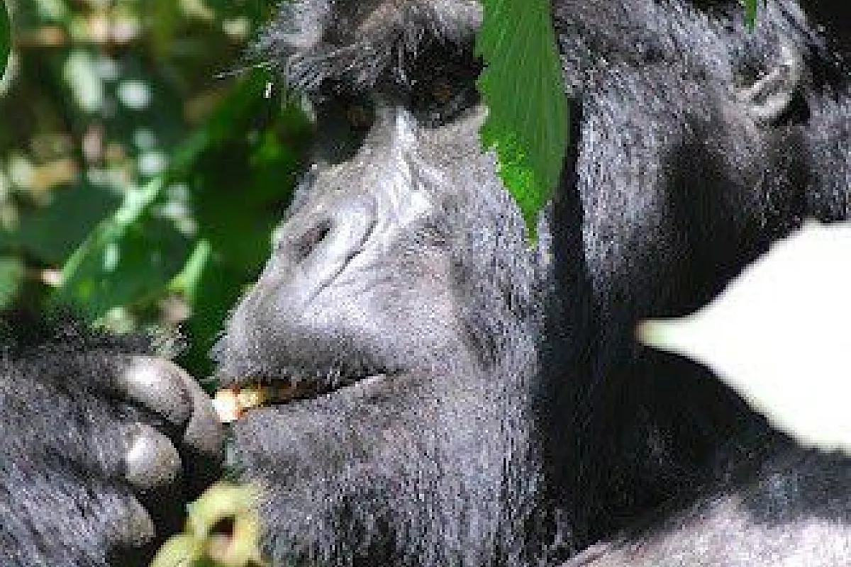 Uganda 7 giorni, tour dei parchi e dei primati