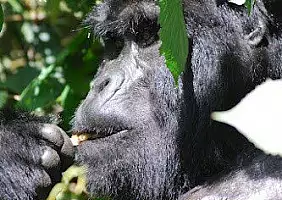 turistipercaso uganda-2zqda