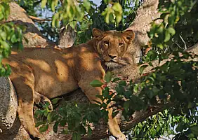 turistipercaso uganda-37emh
