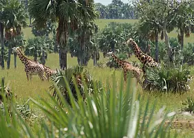 turistipercaso uganda-9s57b