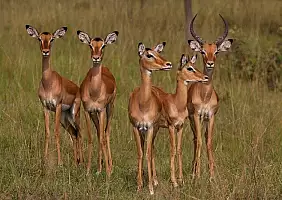 turistipercaso uganda-bpde7