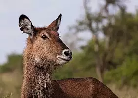 turistipercaso uganda-c7emj
