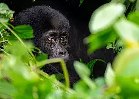 turistipercaso uganda-e2d3m