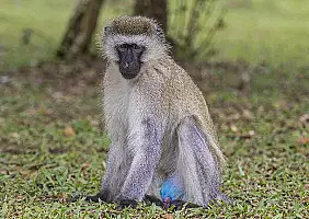 turistipercaso uganda-effh6