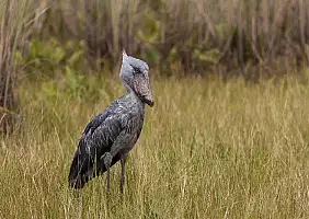 turistipercaso uganda-g5ht7