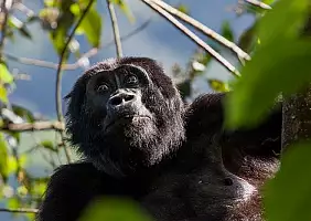 turistipercaso uganda-jr1gj