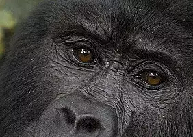 turistipercaso uganda-nwa3h