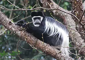 turistipercaso uganda-p57t7