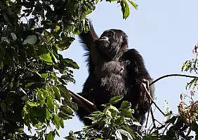 turistipercaso uganda-qc23b