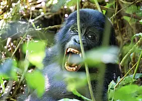 turistipercaso uganda-r359x