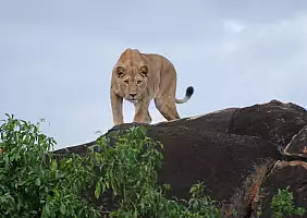 turistipercaso uganda-sqrtt