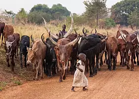 turistipercaso uganda-t68er