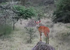 turistipercaso uganda-uagjv