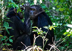 turistipercaso uganda-uzdfw